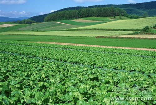 Problems needing attention in rational rotation to increase vegetable yield and vegetable rotation