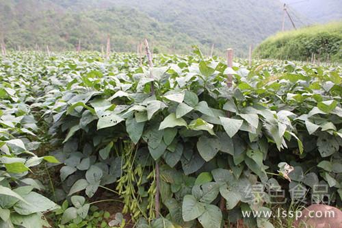 Less pods and less seeds affect the yield of edamame bean in early spring