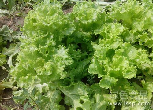 Technical points of planting large lettuce in simple consumer market