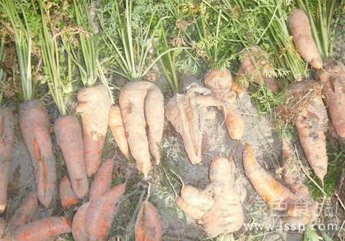 Prevention of abnormal condition of early bolting and cracking Root and Green head Carrot