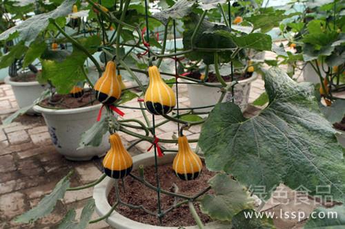 Interesting, exquisite and ornamental methods for potted ornamental pumpkin