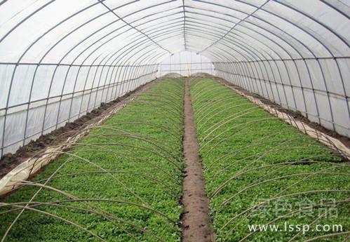 Planting techniques of heading lettuce with fertile soil and organic fertilizer