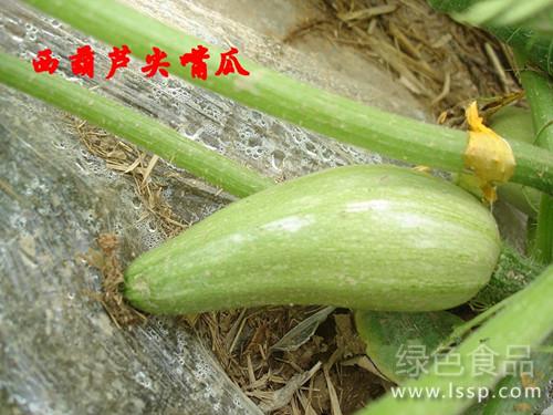 Control measures of abnormal zucchini affecting the appearance of zucchini