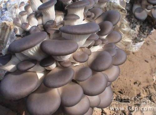 Thermal insulation of Pleurotus ostreatus cultivated in winter is safe and economical.