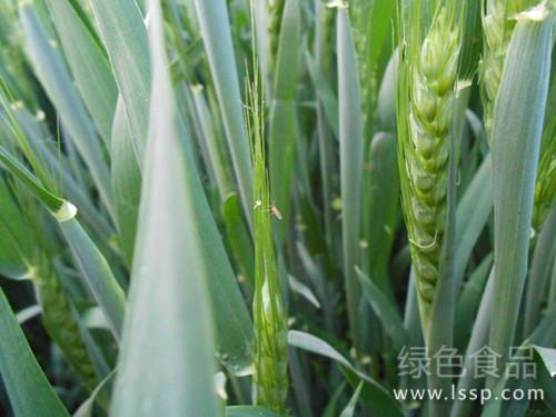 Control methods of trematodes in wheat with destructive harm