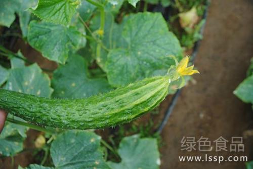 Causes and control methods of cucumber yellow head with yellow veins and white spots