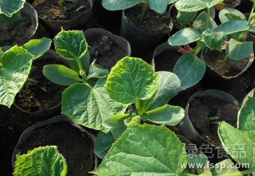 Improper management leads to failure of raising seedlings what to do when cucumber seedlings encounter disaster