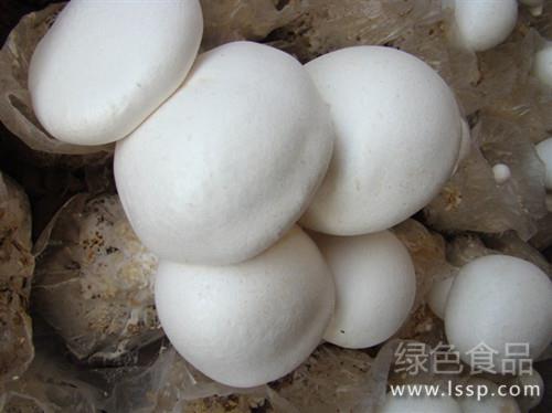 The relationship between the proportion of nutrients and the yield of Pleurotus ostreatus