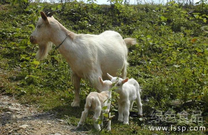 Prevention and treatment of various poisoning in sheep often due to accidental eating or overeating