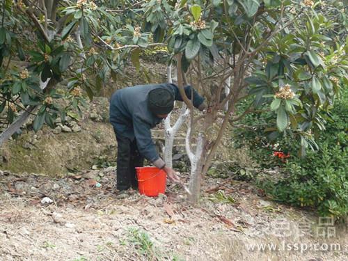 To ensure the high quality and high yield of loquat, do a good job of anti-freezing of Dake loquat.