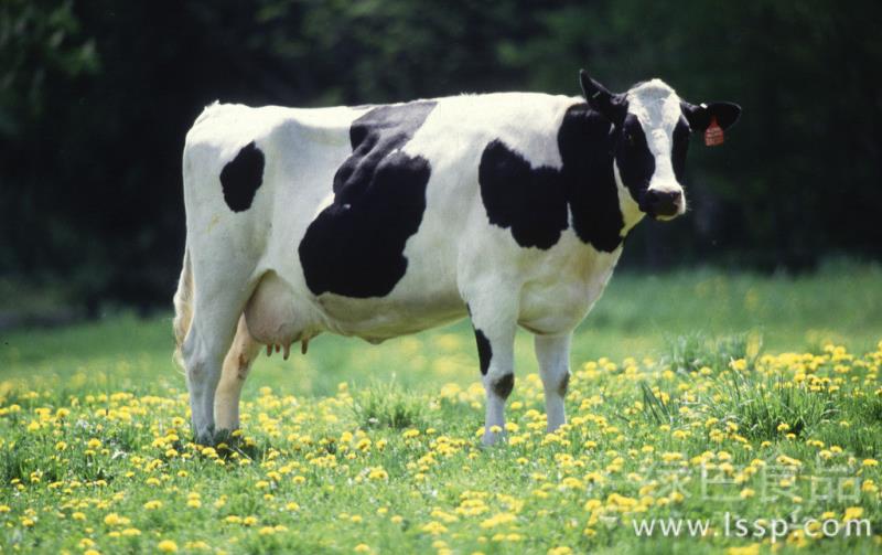 How to prevent and cure true gastritis in dairy cows from wasting, exhaustion and paralysis?