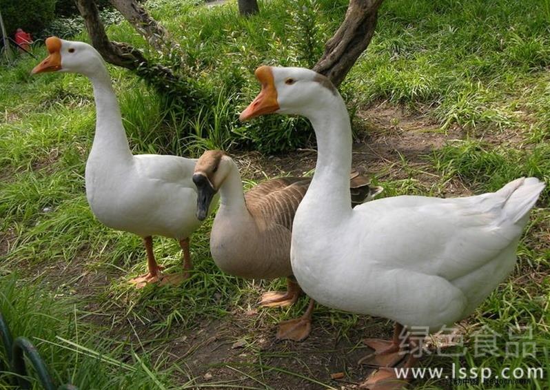 Reasonable grazing of geese helps healthy growth of goslings and grazing points of bred geese