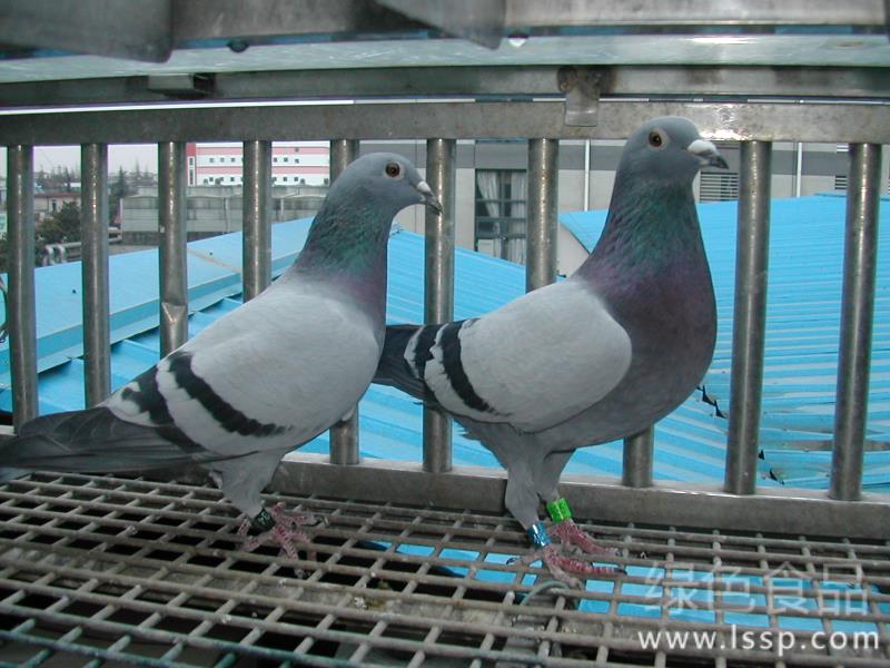 Management relationship of breeding Pigeon Management techniques of growing Pigeon breeding