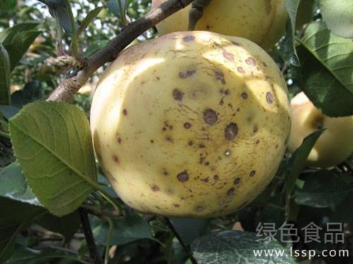 Bitter pox wrinkle water heart disease is due to calcium deficiency how to prevent and treat apple calcium deficiency