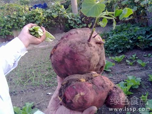 Effect of sweet potato cracking on sale and storage how to prevent sweet potato cracking