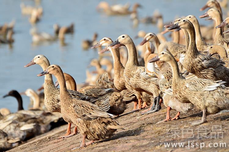 Autumn ducks can also obtain matters needing attention in raising autumn ducks with high efficiency.