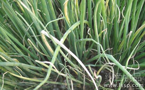 Prevention and control of spring onion blight in autumn