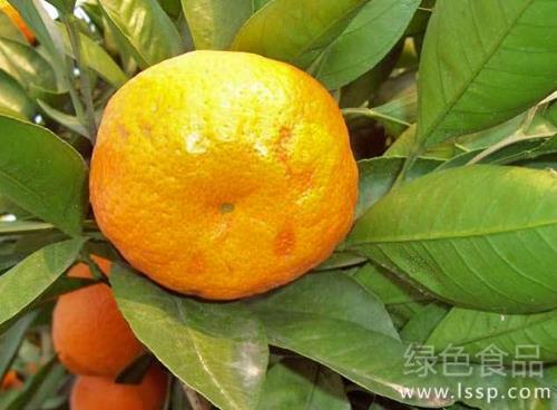 Prevention and control of citrus anthracnose with withered leaves and withered shoots