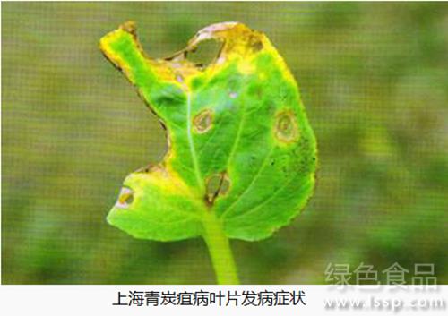 Control method of anthracnose of Shanghai green with long white spots on leaves and long brown spots on petioles