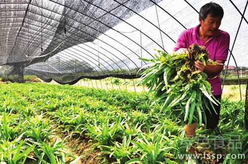 Key points of disease control of lettuce in autumn and winter during the critical period of lettuce growth