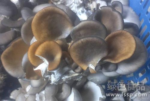 Prevention and treatment of Pleurotus ostreatus yellow mushroom disease with sticky and fragile Pleurotus ostreatus