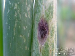 Purple spot disease seriously withered green onion how to control purple spot disease of green onion