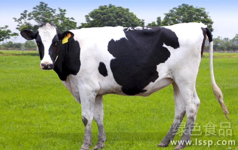 All kinds of feeds have more nutritious characteristics. Dairy cows are fed with various feeds.