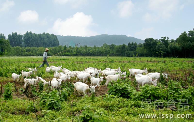 Sheep epidemic is contagious and Mortality: how to prevent Sheep Disease by raising Sheep on a large scale