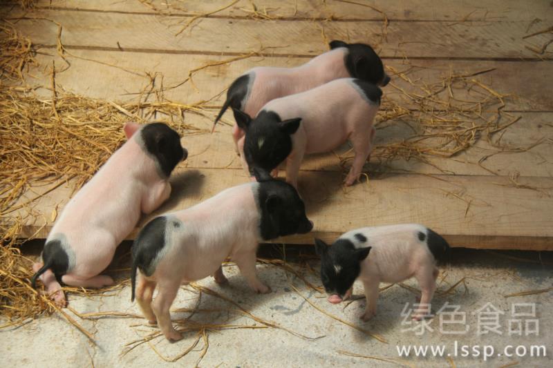 Xiang Pig easy to raise Feed reward matters needing attention in raising small Xiang Pig