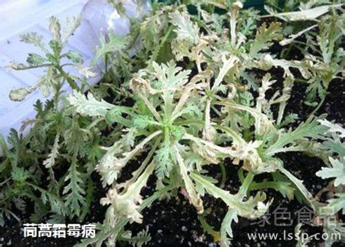 Control method of downy mildew of chrysanthemum in autumn