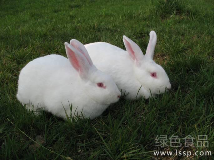 How to prevent and cure salivation disease in rabbits