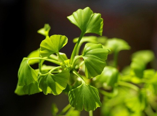 Prevention and control methods of two diseases of ginkgo limited by diseases