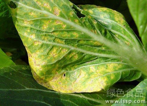 Prevention and treatment of virus disease of Brassica campestris var. chinensis twisted leaves