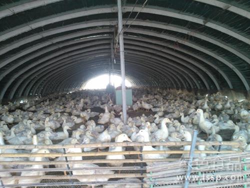 Rapid weight gain of meat duck in greenhouse breeding and management of meat duck in greenhouse