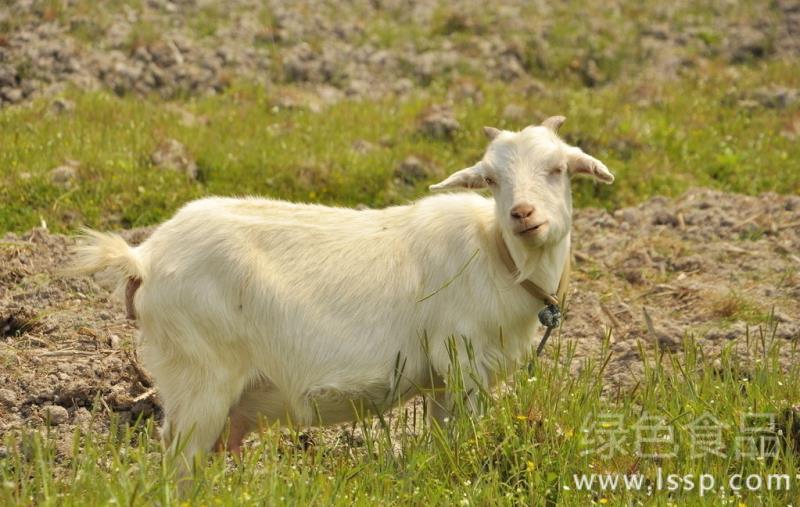 How to prevent and cure stomatitis disease in goats