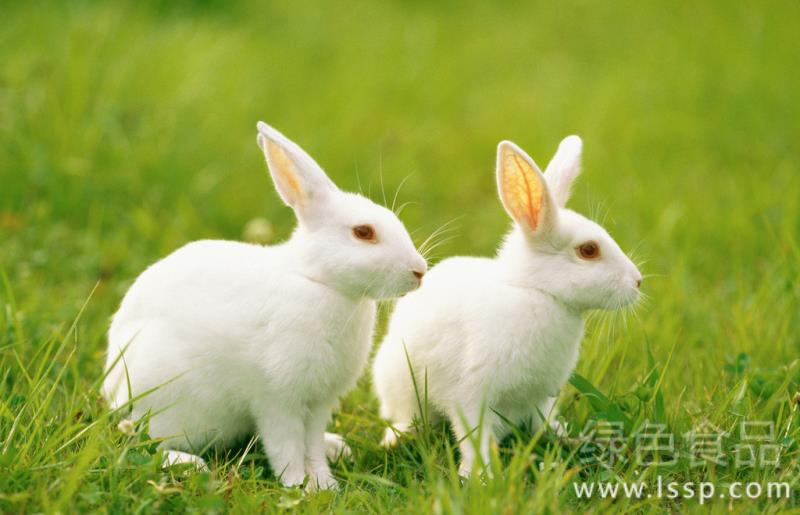 How to prevent and cure coccidial diarrhea in young rabbits caused by convulsive failure of their limbs