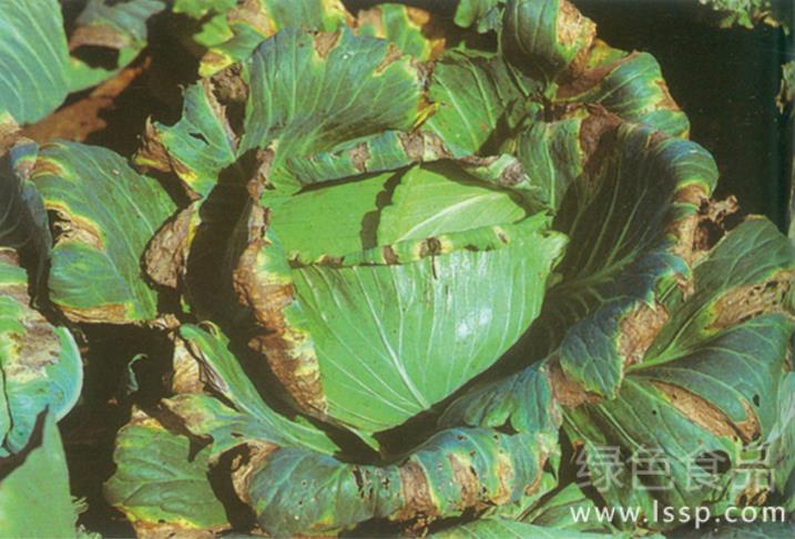 Control methods of downy mildew of cabbage with disease spot and mildew layer connected leaves