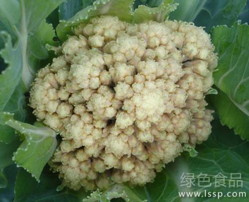 Control of common diseases of cauliflower in early flowering and non-heading autumn