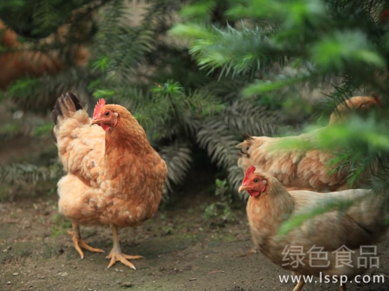 The feeding management method of autumn laying hens after the physical decline of summer laying hens