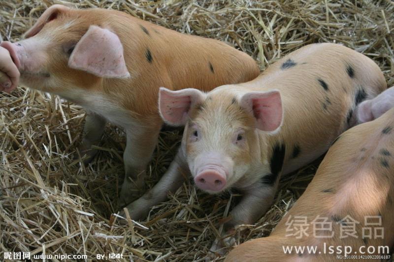 Tail biting disease seriously affects pig growth how to prevent and cure pig tail bite disease