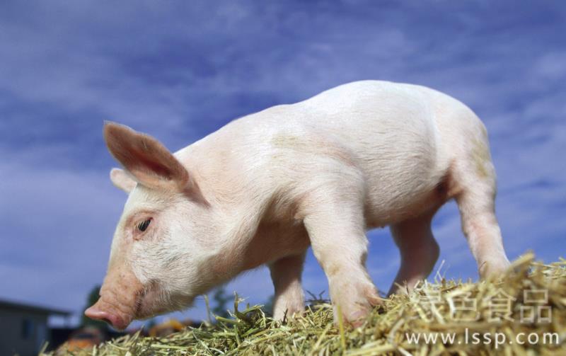 Treatment of pig heatstroke delayed and easy to die how to prevent and cure pig heatstroke in summer