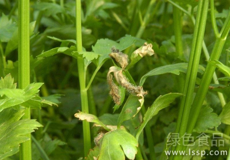 Celery leaf rot has gray mold layer How to control celery gray mold