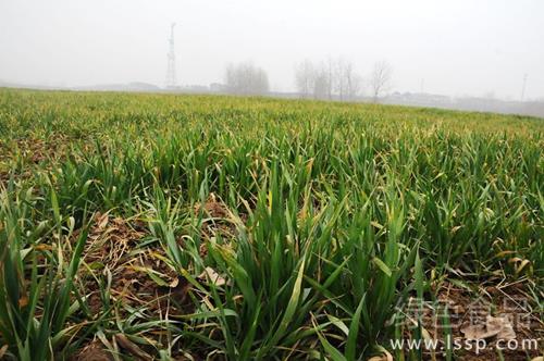 The weak seedling condition is caused by many factors, how to manage winter wheat symptomatically.