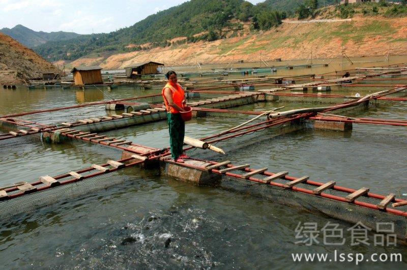 Technical requirements for cage culture of carp with high yield and water saving