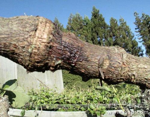 Control measures of kiwifruit canker with long spots and withered trunk in red spots of leaves