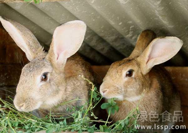 Rabbit feeding should change with season six management measures for raising rabbits in autumn