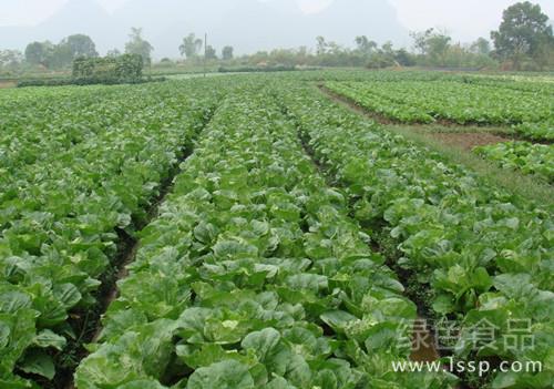 Control methods of black spot of Chinese cabbage with halo on long brown leaf spot