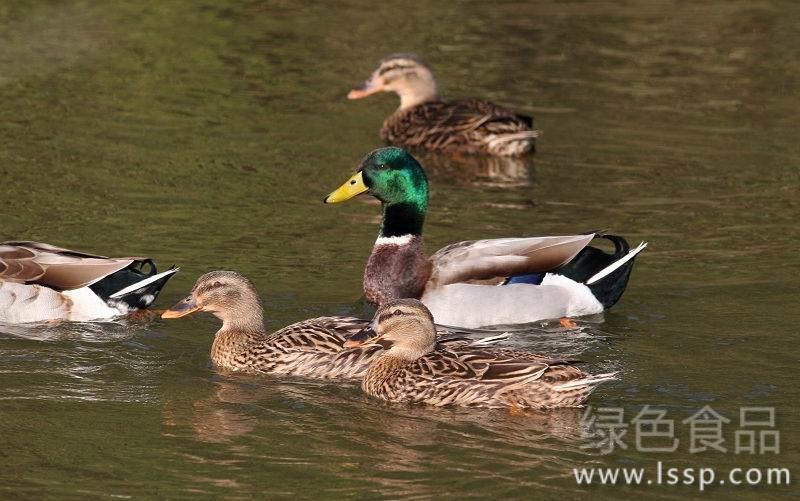 Frequent occurrence of duck diseases is not conducive to the prevention and treatment of five common duck diseases in summer and autumn.