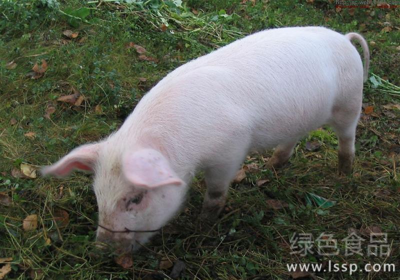 Micro-acid in vinegar can kill bacteria and reduce inflammation. Flexible treatment of Pig Disease with vinegar