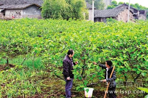 Neglect of management quality and yield drop topdressing techniques for fig trees